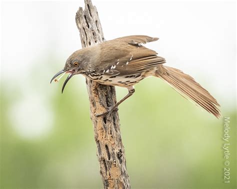 Long Billed Thrasher Toxostoma Longirostre Laguna Seca Ran Flickr