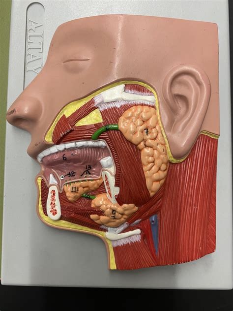 Lab Seven Salivary Glands Model Diagram Quizlet