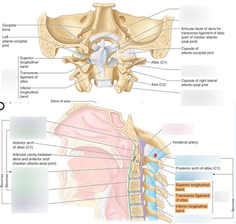 Craniovertebral Joints Diagram Quizlet