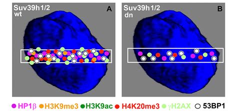 H K Me And H K Me Represent The Epigenetic Landscape For Bp