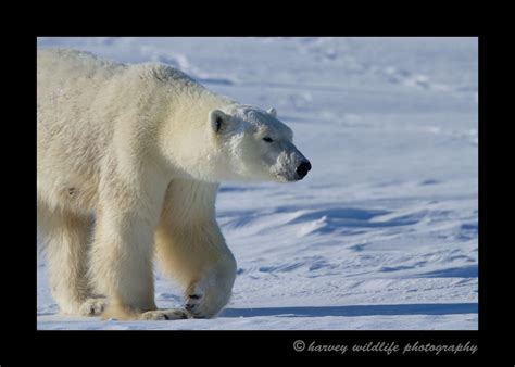 mother_polar_bear_wapusk_national_park: Pictures of polar bears in ...