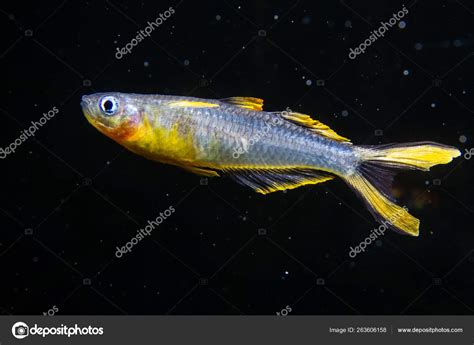 Forktail Blue Eye Rainbow Fish Pseudomugil Furcatus Stock Photo By