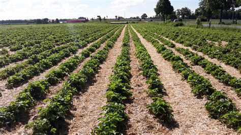 Meyers Hof Erdbeeren Zum Selbstpfl Cken In Schillerslage Burgdorf