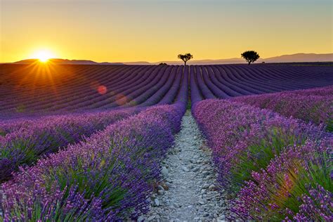 Lavendelbl Te In Der Provence Schieflicht Fotografie