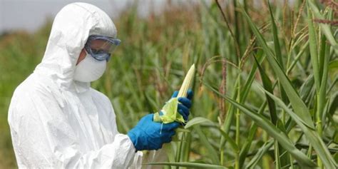 Importancia De La Biotecnología En La Agricultura Colombia Verde