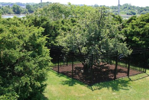 The Endicott Pear : America's Oldest Cultivated Tree - Landscape ...