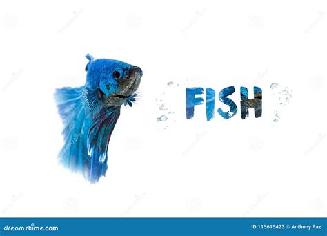 Aquarium Blue Betta Fish Isolated On White Stock Image Image Of