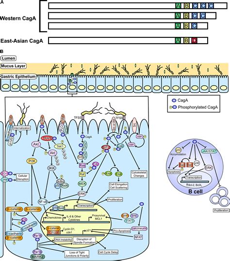 Frontiers A Tale Of Two Toxins Helicobacter Pylori Caga And Vaca