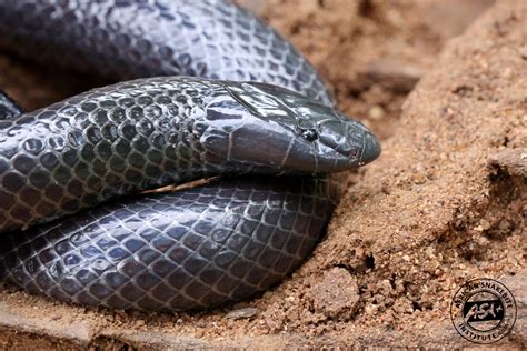 Common Purple Glossed Snake African Snakebite Institute