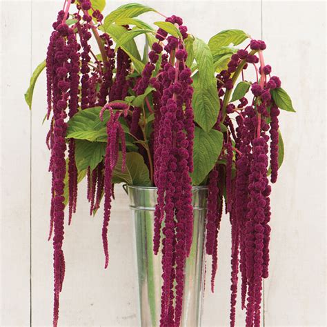 Love Lies Bleeding Heirloom Amaranthus Seed Johnnys Selected Seeds