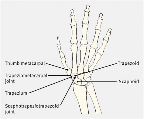 Joints Of Thumb Anatomy - ANATOMY