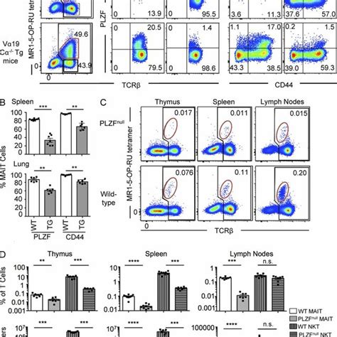 Phenotypic Diversity Within Mouse MAIT Cells A Flow Cytometry