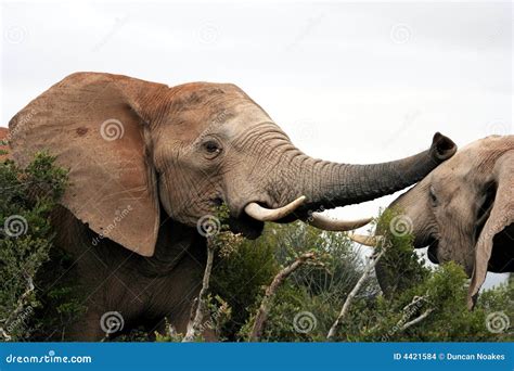 Elephant Aggression stock photo. Image of trunk, animal - 4421584