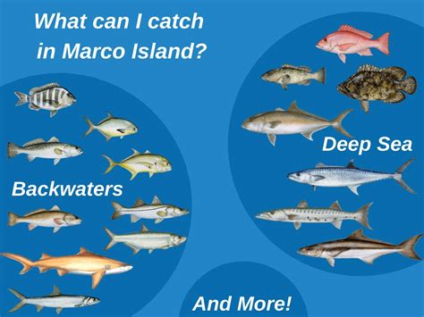 Marco Island Fishing: All You Need to Know