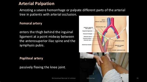 Clinical Anatomy Of The Lower Limb