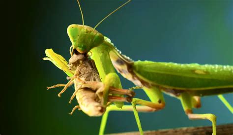 What Do Praying Mantis Eat - Exploration Squared