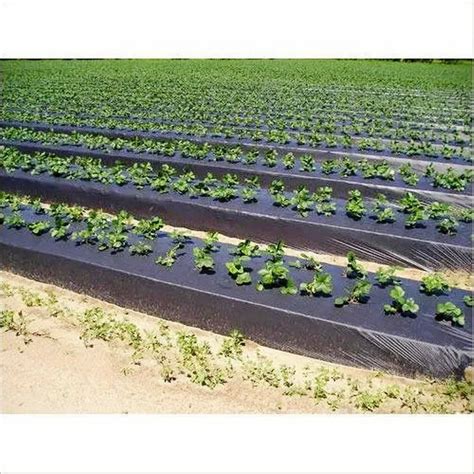 Plastic Black Micron Biodegradable Mulching Film For Agriculture At