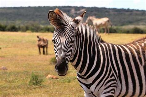 Zebra Names: 200+ Most Popular Ideas - Equine Desire