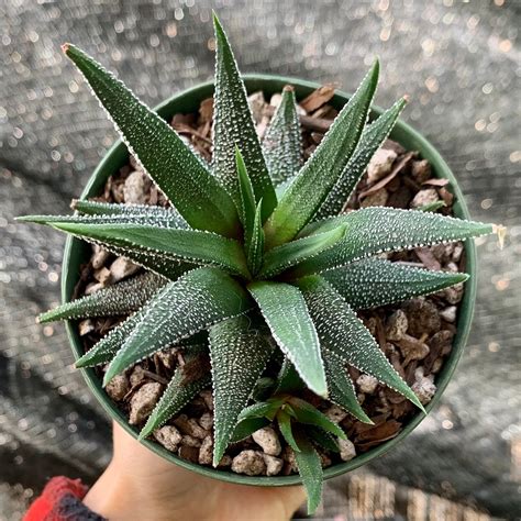 Haworthia Attenuata Concolor With Pups Succulent Etsy