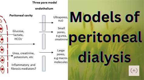 Models Of Peritoneum Membrane Models Of Peritoneal Dialysis Models Of