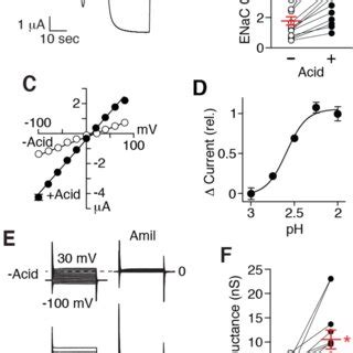 Acid Stimulates ENaC Current A Current Trace From A Xenopus Oocyte