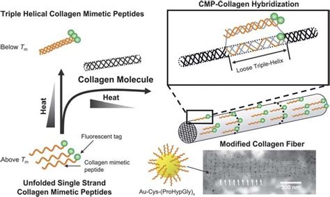 Schematic Depiction Of The Hypothetical Mechanism Of Cmp Collagen