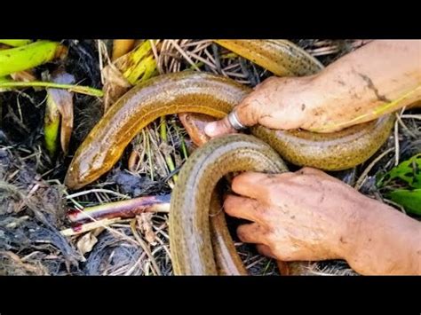 Best Eel Fishing Video Traditional Eel Fish Catching By Hand In