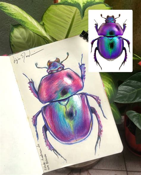 Anatomy of a Beetle by artesdajardim on DeviantArt