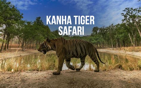 Kanha Tiger Safari | banbanjara