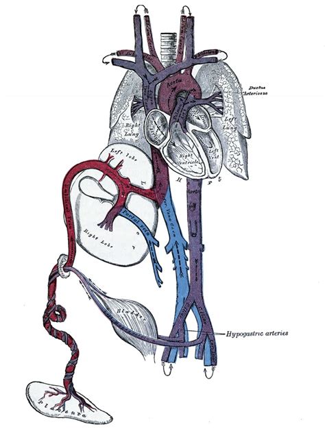 BGDA Practical Placenta Cord Development Embryology