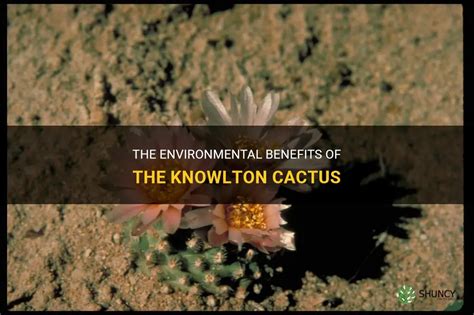 The Environmental Benefits Of The Knowlton Cactus Shuncy