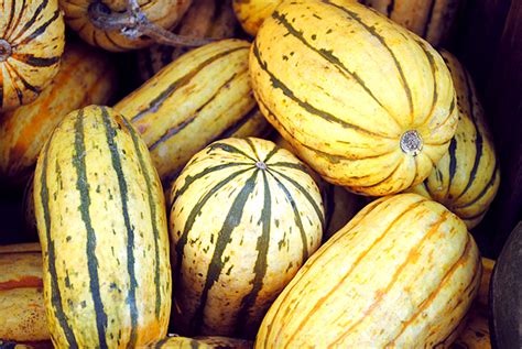 Delicata Squash Health Benefits, Nutritional Facts, Recipes