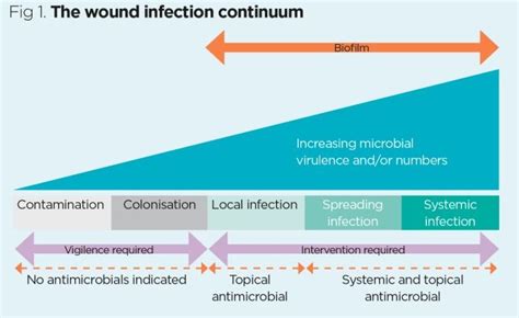 Stages Of Wound Infection