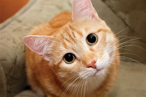 cat staring