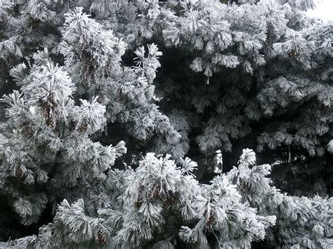 Frosted Pine Needles Free Photo Download Freeimages