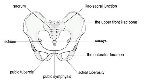 Anatomy Of The Pelvic Girdle Osmosis The Best Porn Website