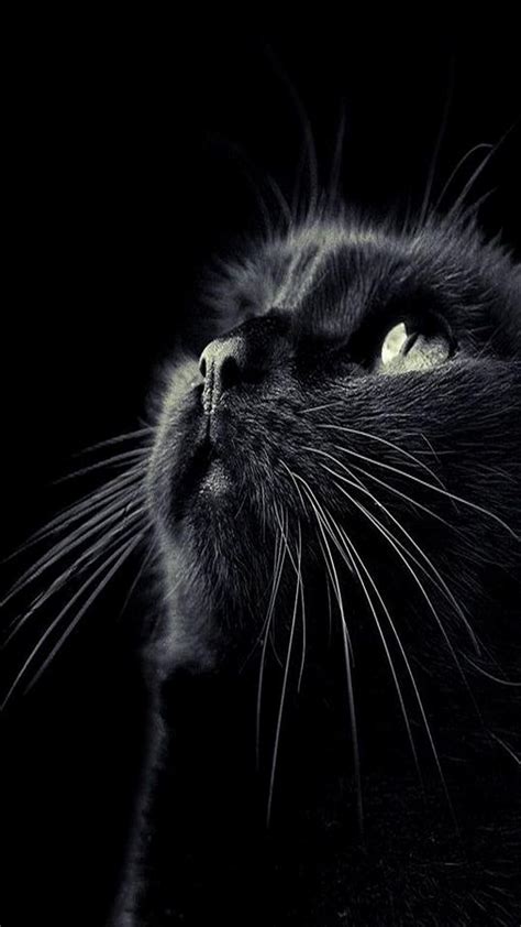 Black Cat Wallpapers - 4k, HD Black Cat Backgrounds on WallpaperBat