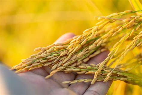 Chinese Scientists Identify Gene To Mechanize Production Of Hybrid Rice