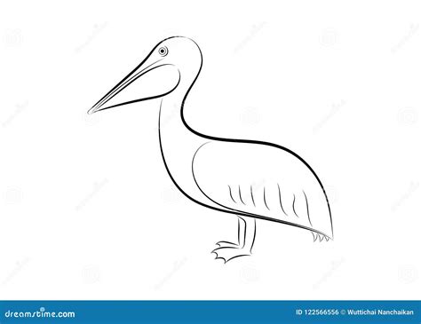 Pelican line drawing stock vector. Illustration of silhouette - 122566556