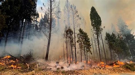 Ross Moore Lake Fire Near Kamloops Increases To 4 100 Hectares 98 3 CIFM