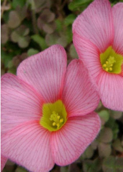 Oxalis Obtusa Pink The Collectors Corner Buy Unusual Perennial