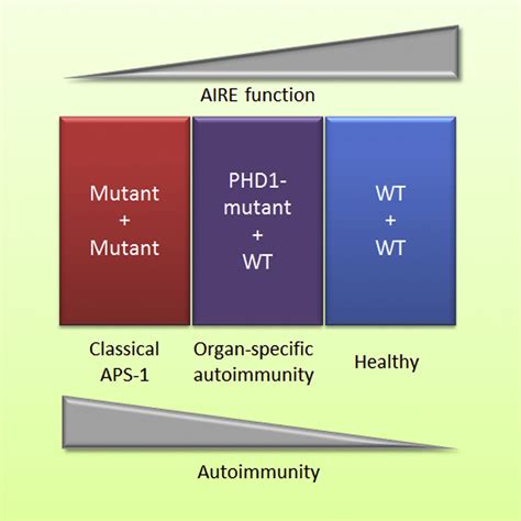 Dominant Mutations In The Autoimmune Regulator AIRE Are Associated With