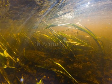 Underwater Photo On The Pirita River Muddy Water Bottom And Algae