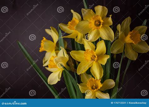 Bouquet Of Yellow Daffodils On Dark Background Spring Blooming Flowers