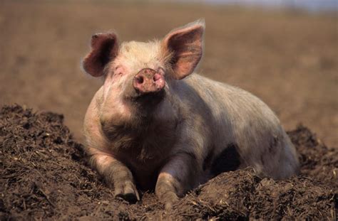 As Happy As A Pig In Mud Or Feeling Sow Er New Technology Could Read