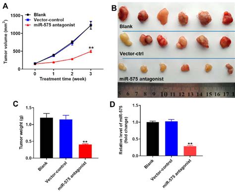 Downregulation Of MiR 575 Inhibited Tumor Growth Of GBC In Vivo GBC SD