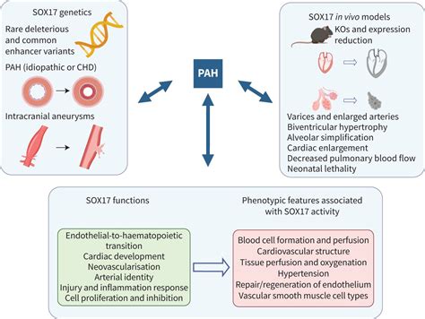 Erj：sox17新型基因的肺动脉高压病理生理作用 Medscicn