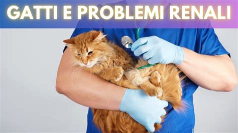 I GATTI E I PROBLEMI RENALI ECCO ALCUNI RIMEDI NATURALI GATTOPOLI