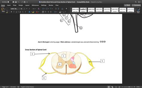 Spinal Cord Labeling Diagram Quizlet