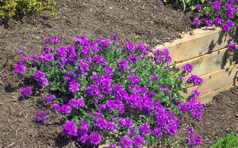 Homestead Purple Hardy Verbena 12 Count Flat Of Pint Pots